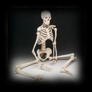 Realistic Life Sized Skeleton Halloween Prop